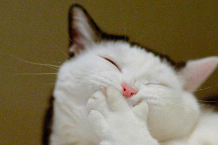 Vicces macska összeállítás!