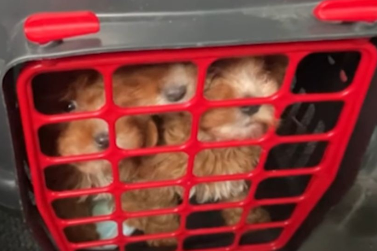 Ezeket a szomorú szemű kölyökkutyákat állította meg a NAV a határon – videóval
