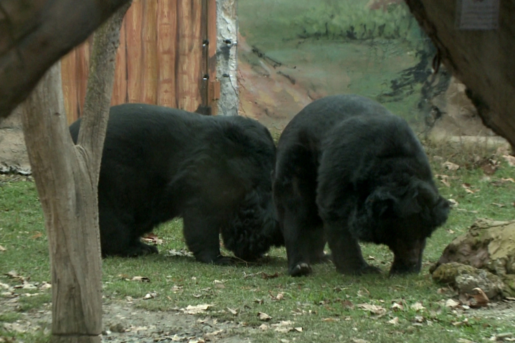 Előbújtak az örvös medvék a győri állatkertben