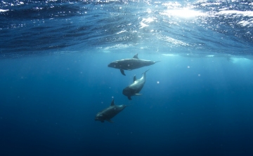 Elkezdődött az éves delfinöldöklés Taidzsiban 