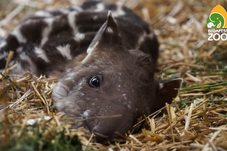 Már lehet szavazni a fővárosi állatkertben született tapír nevére - VIDEÓ