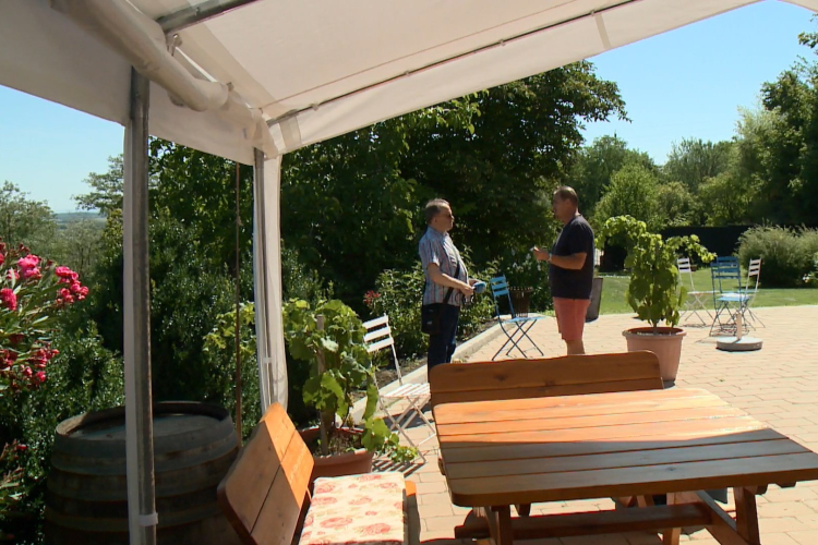 Indul a szüret a Pannonhalmi Borvidéken is