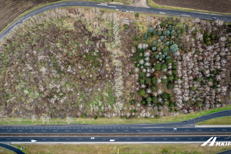 Autópálya-bővítés: a kivágott fák igényelhetőek