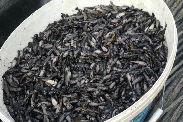 Közel egy tonna törpeharcsától szabadították meg a holtágat (VIDEÓ)