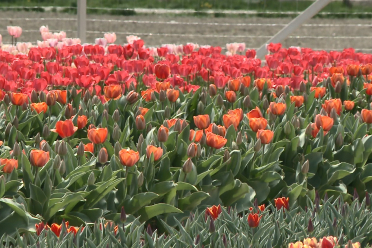 Színes tulipánok Győrladaméron