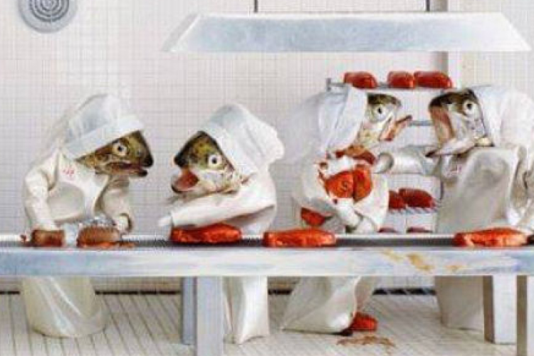 Döglött halakat öltöztet fel - szerinte ez a művészet