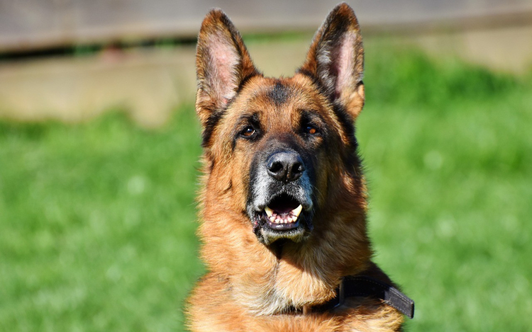 Ön eladná a kutyáját a NAV-nak? – Keresőkutyákkal bővítik az állományt