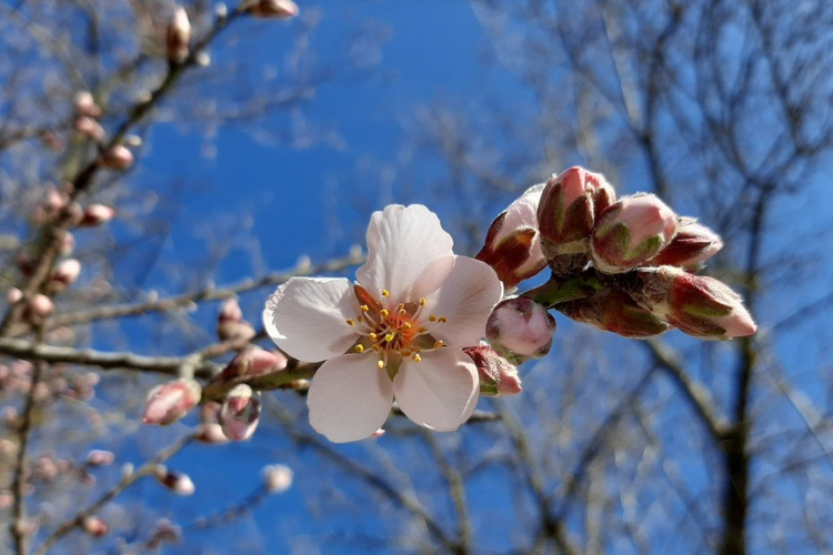 Beindult a mandulavirágzás