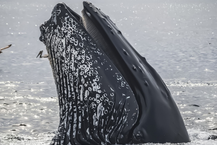 Emberekhez fordul, hogy megszabaduljon parazitáitól a szürke bálna