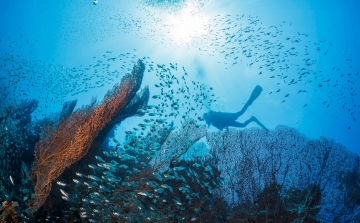 Mélytengeri korallkerteket fedeztek fel Ausztráliánál