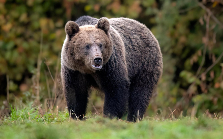 Medve támadt vadászokra az erdélyi Beszterce-Naszód megyében
