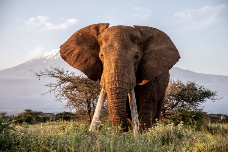 Elpusztult az egyik utolsó óriásagyarú afrikai elefánt