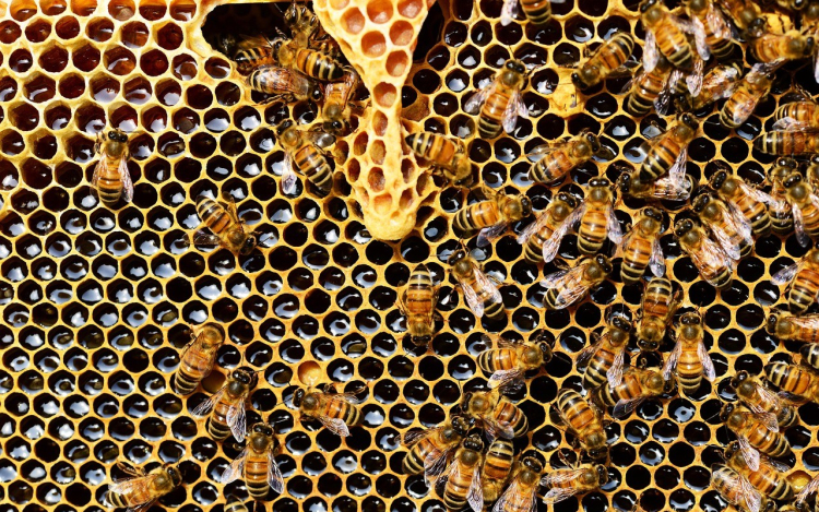 Magyar kutatók fejlesztése állíthatja meg a méz hamisítását