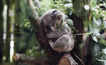 Ötcsillagos hotelben ápolják a bozóttűzből kimentett koalákat