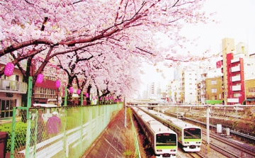 Lassabban járnak a vonatok a cseresznyefa-virágzás miatt 