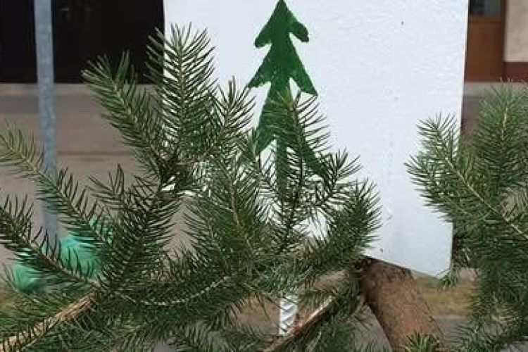 Karácsonyfagyűjtés: már csak pár nap!