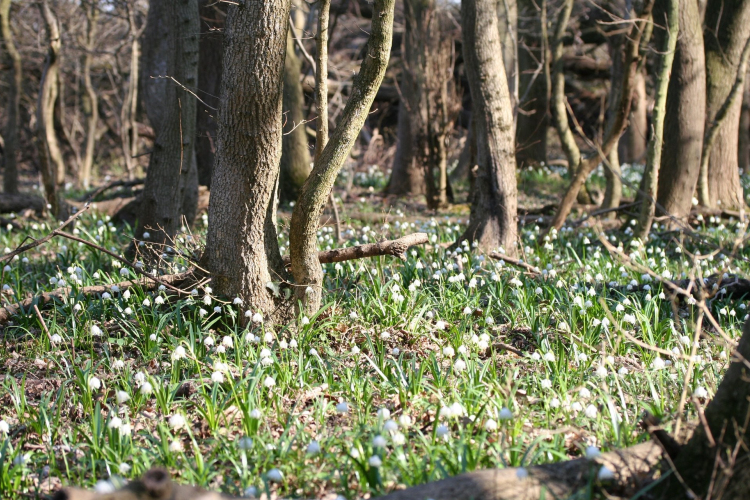 Nyílik a tőzike, várják a vendégeket