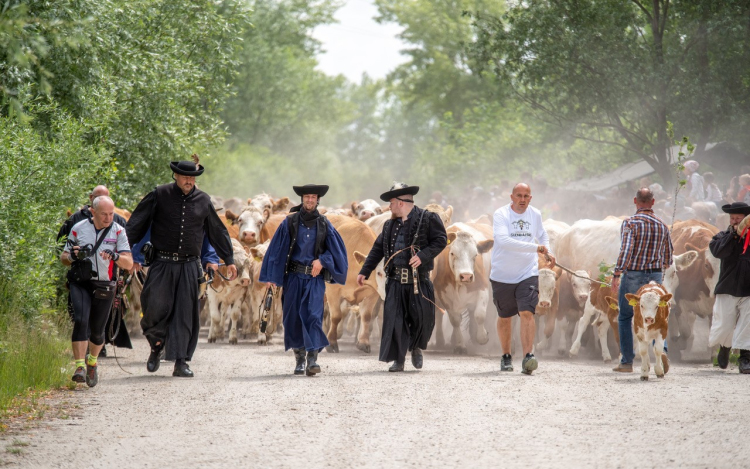 Egész napos programok kicsiknek és nagyoknak – szombaton lesz a VIII. Gulyahajtás