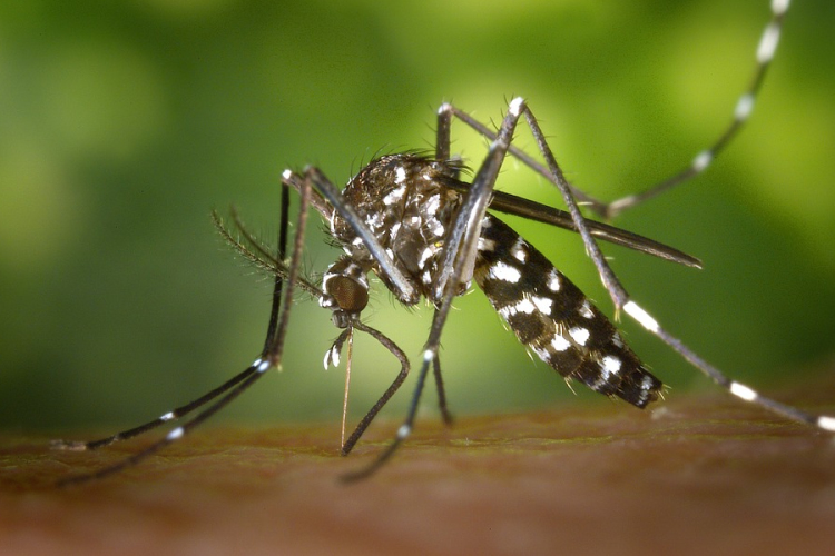 Majdnem a felénél jár az országos szúnyoggyérítési program 