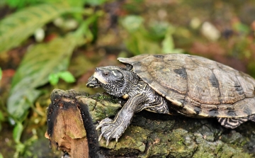 Elkapták az állatkertben teknőst agyonütő nőt