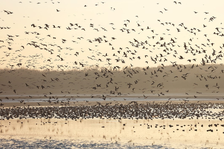 Szombaton rendezik meg a 25. Tatai Vadlúd Sokadalmat