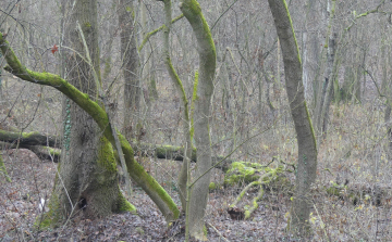 Fakivágás lesz a Püspökerdőben – mutatjuk hol