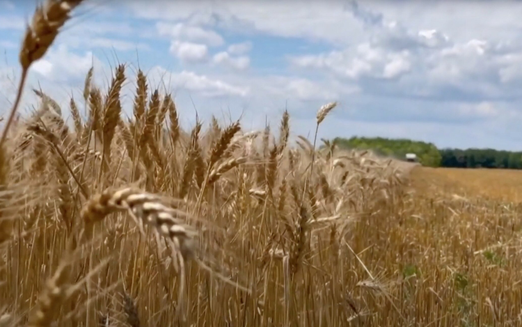 Bőséges termés az ország nyugati felén