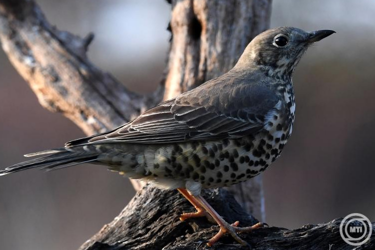 Várják a voksokat az év madarára