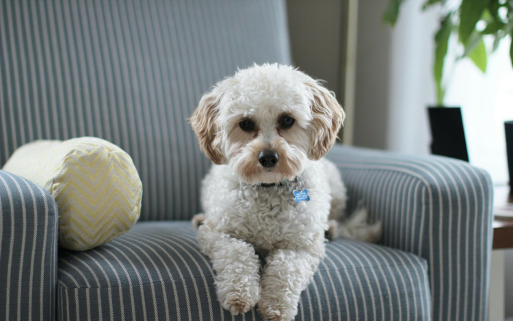 Megkezdődött az ebösszeírás