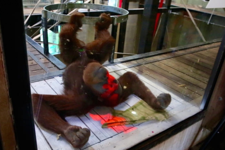 Orangutánoknak fejlesztettek videojátékot ausztrál kutatók