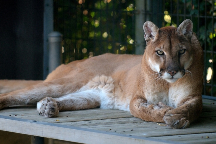 Tizenkét állatbemutató-hely készül programokkal az Állatkertek éjszakájára