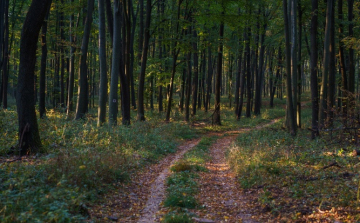 Újabb 30 ezer gyermek környezeti nevelését segíti az Iskolában az Erdő Program