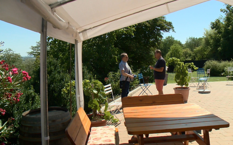 Indul a szüret a Pannonhalmi Borvidéken is