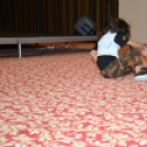 2013.08.24 Szigetköz Szépe 2013.Fotók:adrián