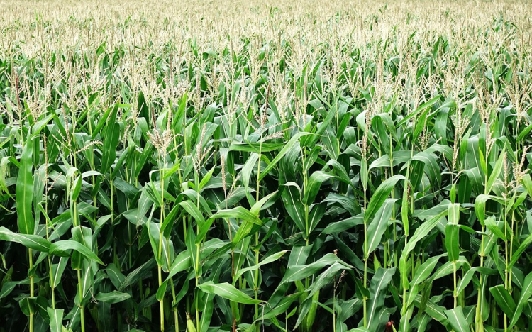 Agrometeorológia: sokfelé szép termés ígérkezik kukoricából