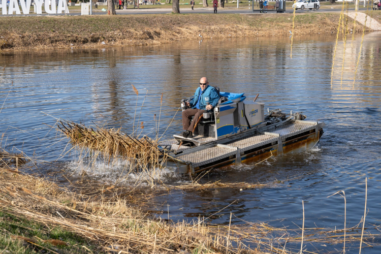 Elkezdődött a nádvágás Győrben