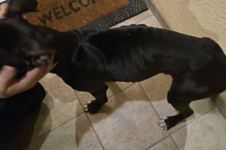 Majdnem éhen halt az elhagyott kiskutya