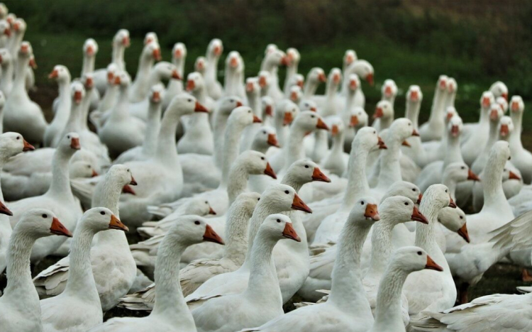 Madárinfluenza: magas kockázatú Győr-Moson-Sopron