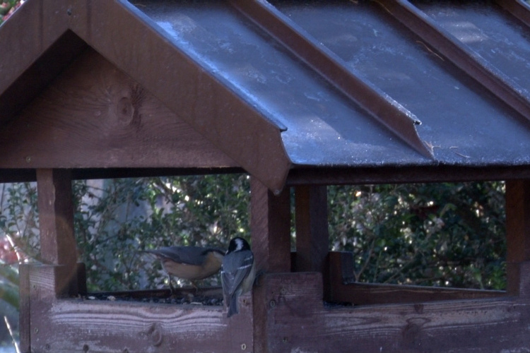 Veszélybe sodorhatja a vízimadarat a felelőtlen etetés