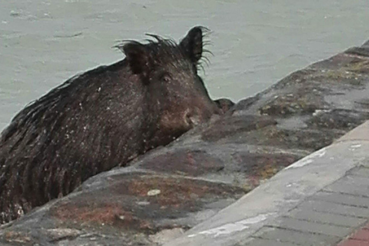 Vaddisznó strandolt a Balatonban-FOTÓK!
