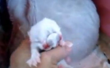 Ritka, kétfejű cica született Brazíliában - videó!