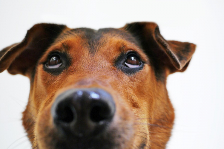 A kutyák meg tudják különböztetni az ember szándékos és véletlen tetteit