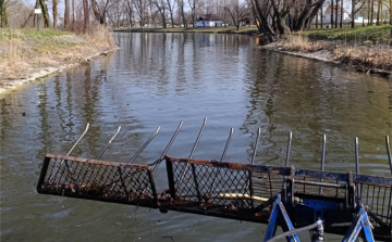 Kiszedték az uszadékfát a holtágról