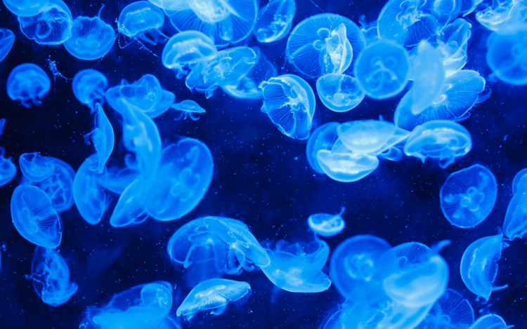 Különleges medúzák inváziója lepte el az ausztrál partokat