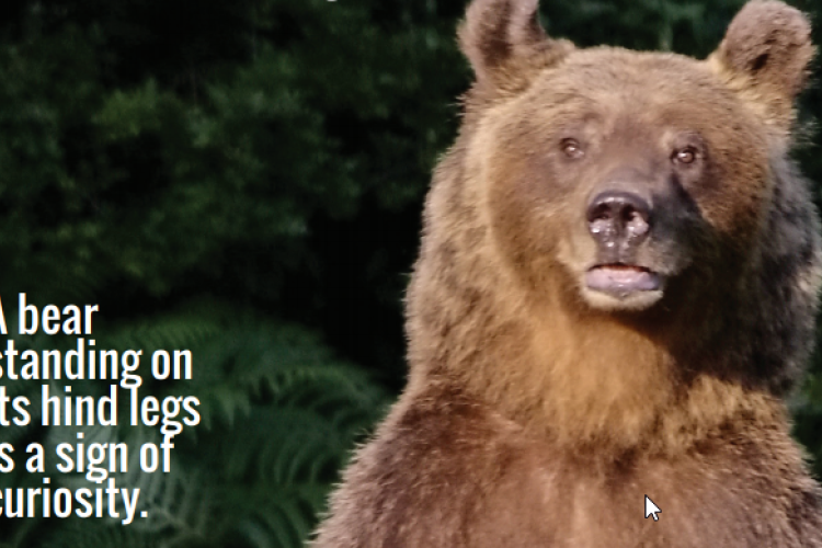 Megtámadta a vadászt egy medve Szlovéniában