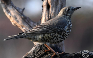 Várják a voksokat az év madarára