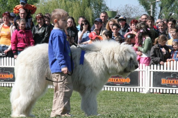 Kutya világkiállítást rendeznek májusban Budapesten és Gödöllőn