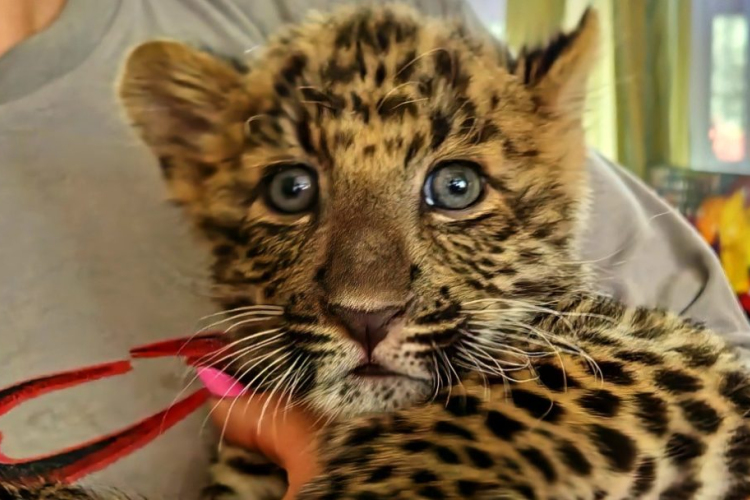 Észak-kínai leopárd született a Szegedi Vadasparkban