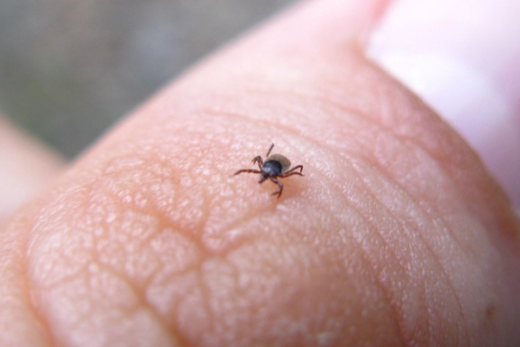 A kullancs új gyógyszerek 