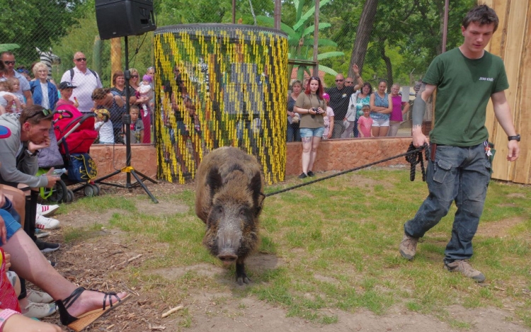 „ZOO TIME” ÁLLATBEMUTATÓ A XANTUS JÁNOS ÁLLATKERTBEN